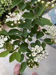 Spiraea cantoniensis