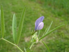 Vicia bithynica