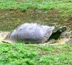 Santiago Giant Tortoise