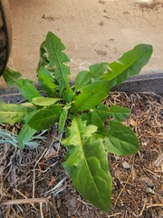 Taraxacum officinale