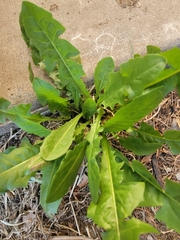 Taraxacum officinale