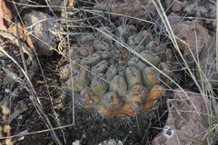 Thelocactus hexaedrophorus hexaedrophorus