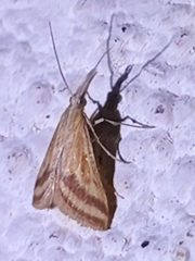 Microtheoris