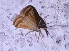 Microtheoris