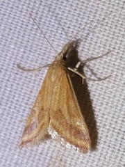 Microtheoris