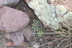 Sedum glabrum