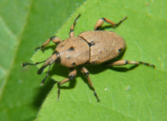 Sphenophorus melanocephalus