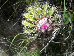 Melocactus curvispinus
