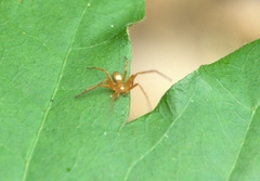 Philodromus marxi