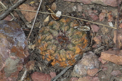 Thelocactus hexaedrophorus hexaedrophorus