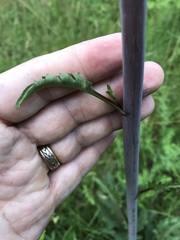 Silphium compositum compositum