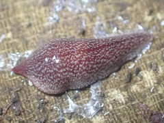 Australopacifica spectabilis