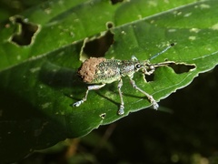 Exophthalmus jekelianus image