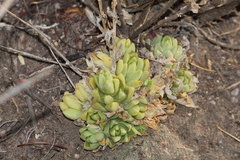 Sedum glabrum
