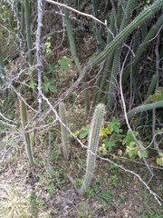 Praecereus euchlorus