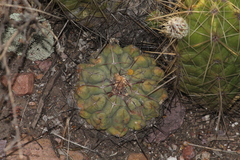 Thelocactus hexaedrophorus hexaedrophorus