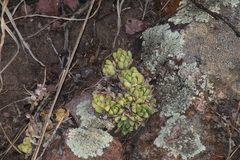 Sedum glabrum