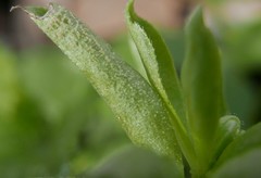 Peronospora calotheca