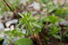 Peronospora calotheca