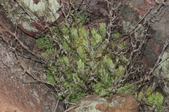 Sedum glabrum
