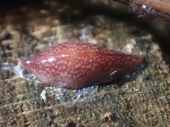 Australopacifica spectabilis