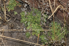 Sedum glabrum