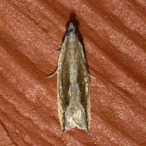 Ancylis diminuatana photo 5