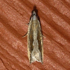 Ancylis diminuatana