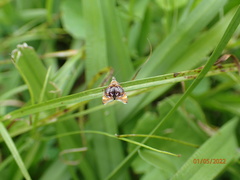 Prochoreutis