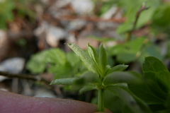 Peronospora calotheca