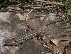 Psammodromus algirus