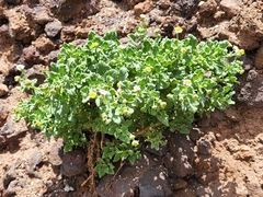 Perityle socorrosensis