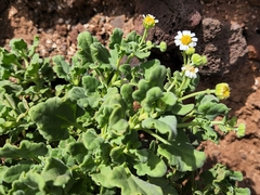 Perityle socorrosensis