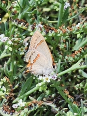 Strymon melinus clarionensis