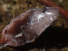 Australopacifica spectabilis