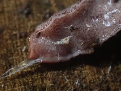 Australopacifica spectabilis