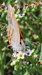 Strymon melinus clarionensis