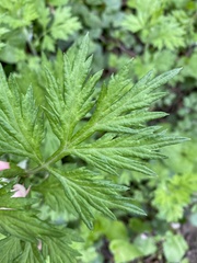 Artemisia vulgaris
