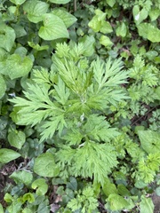 Artemisia vulgaris