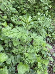 Artemisia vulgaris