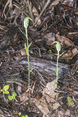 Pterostylis alobula