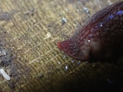 Australopacifica spectabilis