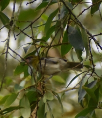 Cyclarhis nigrirostris