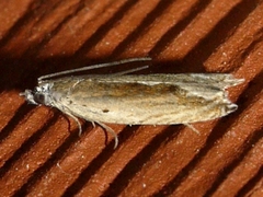 Ancylis diminuatana
