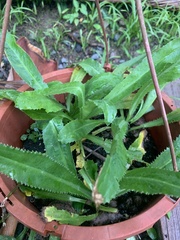 Eryngium foetidum