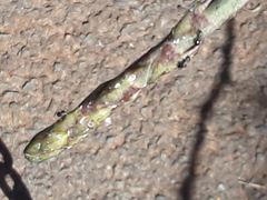Asparagus falcatus