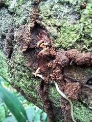 Microcerotermes