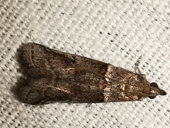 Acrobasis obliqua