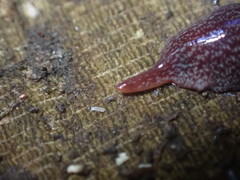 Australopacifica spectabilis