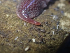 Australopacifica spectabilis